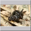 Trypoxylon figulus - Grabwespe 03d 10-14mm - OS-Wallenhorst-Tongrube-Lehmwand - det.jpg